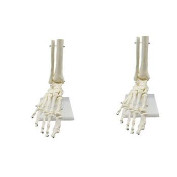 2X 1: 1 Анатомическая модель стопы человеческого скелета, ступня и лодыжка с голенью, анатомическая модель, Учебные ресурсы по анатомии