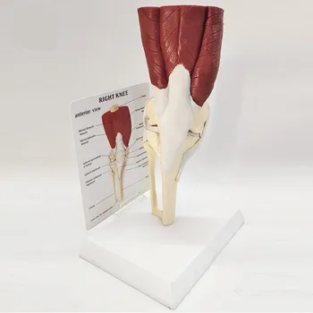 Анатомическая модель человеческого коленного сустава в натуральную величину с мышцами, связками, костями, скелетом, мениском, медицинским обучающим оборудованием для показа