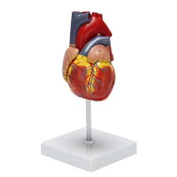 Модель человеческого Сердца 1: 1, Анатомически Точная Модель Сердца Анатомия Человеческого Скелета В Натуральную Величину Для Показа В Классе Естественных Наук